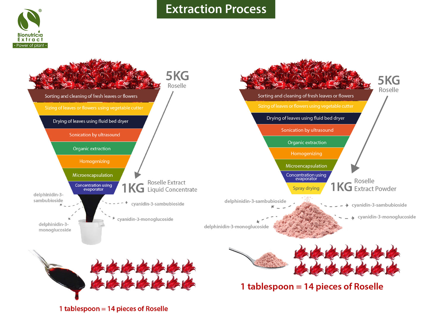 Roselle (Hibiscus sabdariffa) Extract Powder